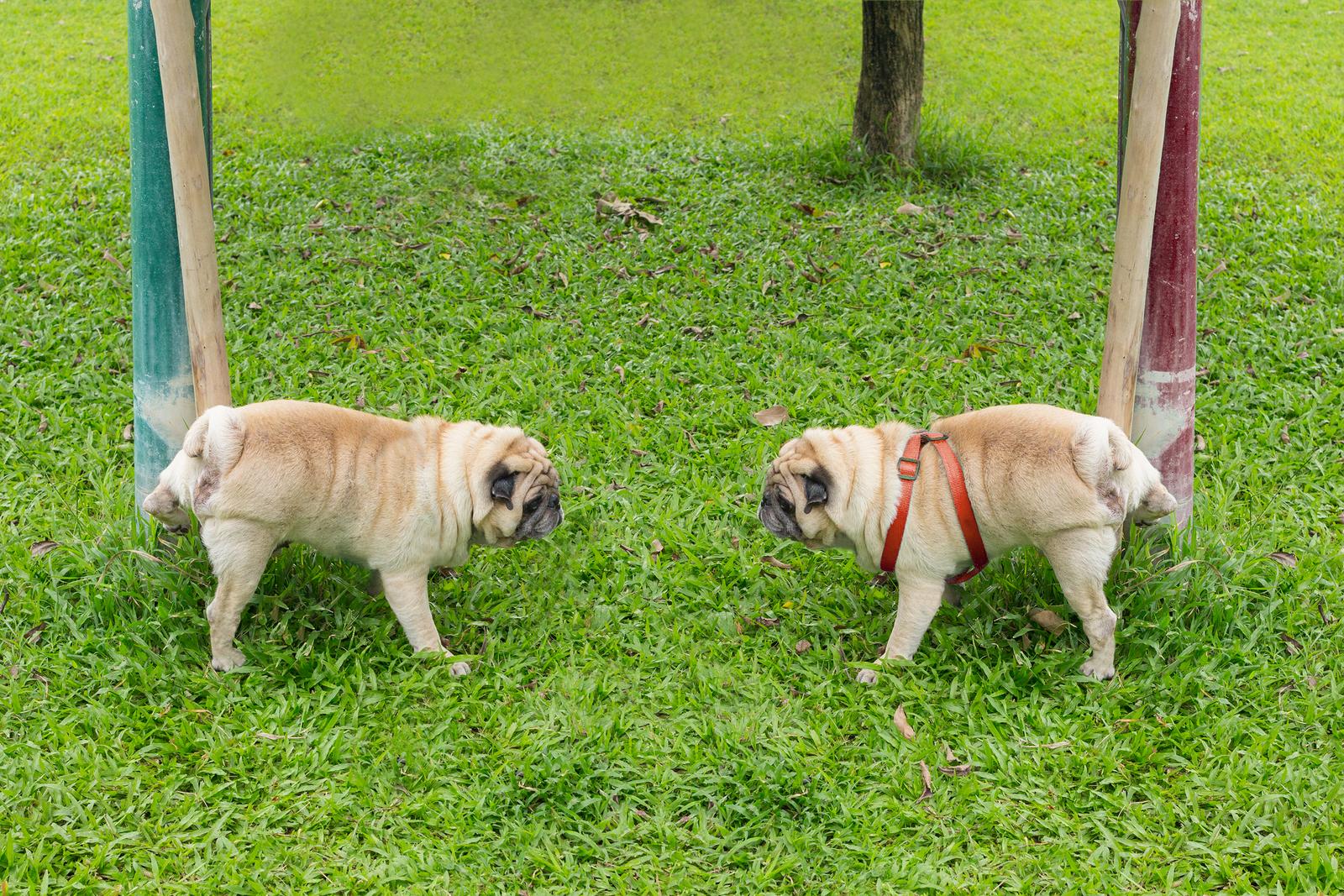Natural Ways to Get Rid of Dog Urine Smell Outside: Complete Guide